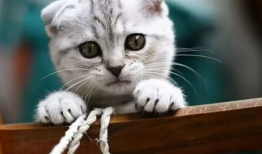 谭竹胖猫爆料吃瓜,娱乐圈吃瓜大揭秘