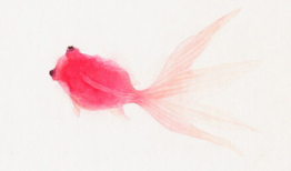 小金鱼动漫,梦幻海洋的奇幻之旅