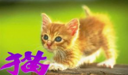 谭竹胖猫爆料吃瓜,娱乐圈吃瓜大揭秘