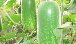 蛋哥吃瓜爆料图片大全,揭秘娱乐圈幕后真相，图片大全大揭秘